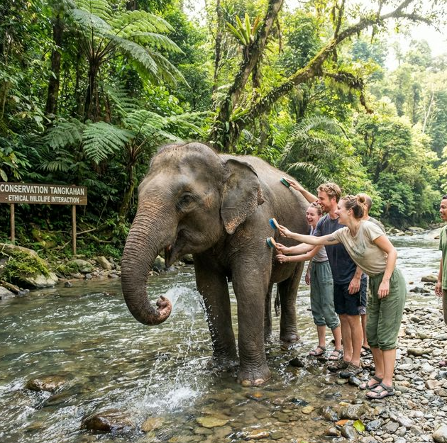Tangkahan Elephant Adventure